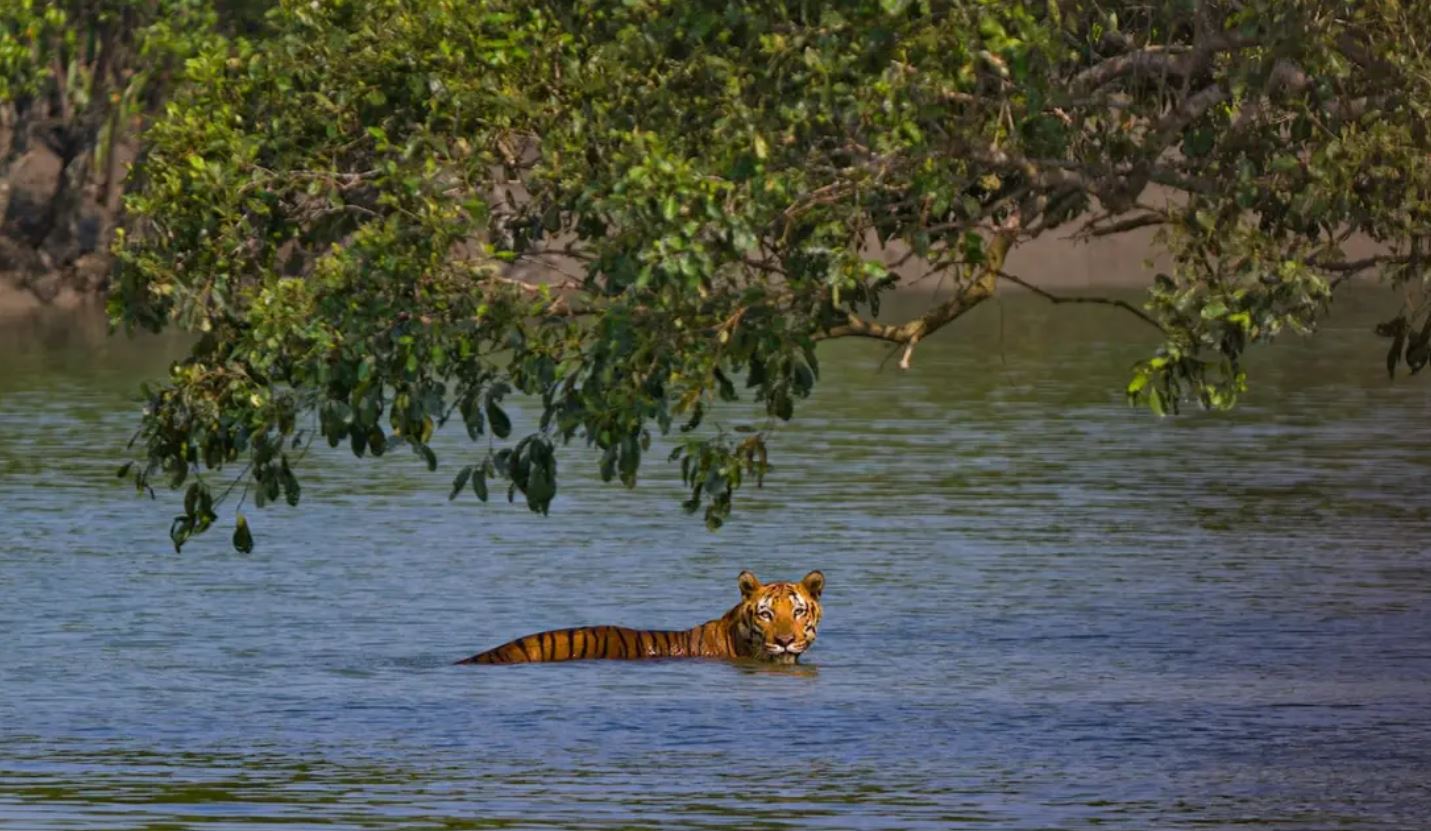 SUNDARBANS