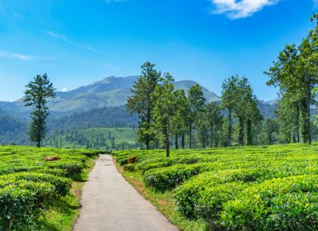 WAYANAD