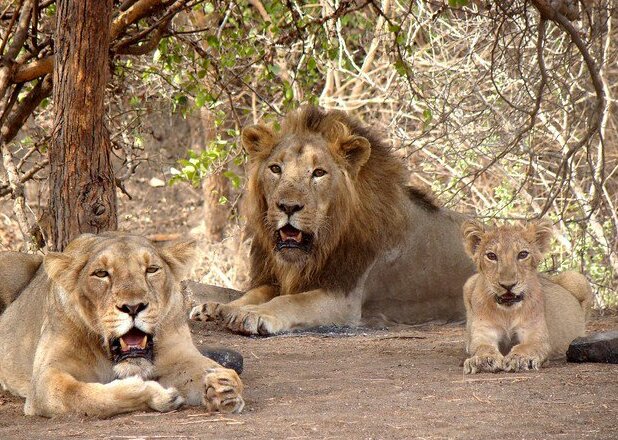 Sasan Gir